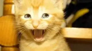 Funny animal pics