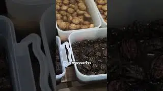 Полное руководство по морозостойким орехам. Какие из них могут выжить при заморозках?
