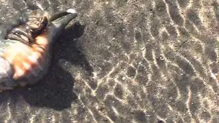 Eu descobrindo o  bichin !