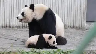 Lin Ping and her Twin , Wolong Giant Panda Nature Reserve, China