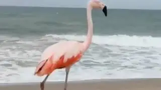 Biz evde kalırken, kısa ve rahat seyahat etme sırası diğer canlı dostlarımızda... (video alıntıdır.)