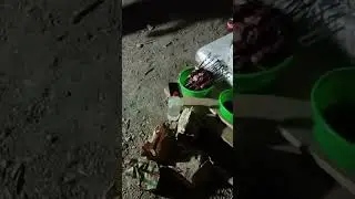 shashlik