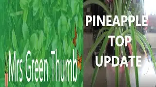 Pineapple Top Update