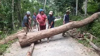 Tebang Pohon Sonokeling Super