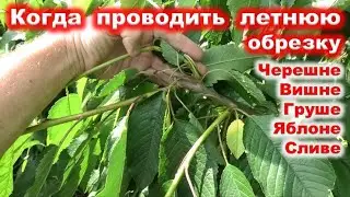 КОГДА проводить ЛЕТНЮЮ ОБРЕЗКУ плодовых ДЕРЕВЬЕВ в саду.