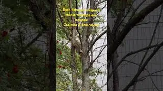 🐿️Белка в москвовском дворе