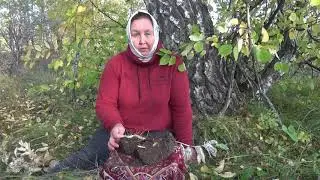 КУПЕНА ЛЕКАРСТВЕННАЯ || Польза и применение