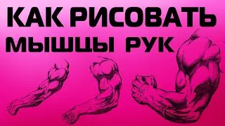 HOW TO DRAW ARM MUSCLES