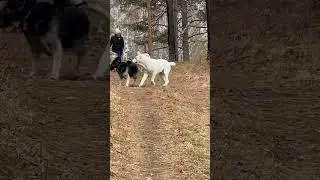 Алабай и их друзья  ,молодые кобели САО нашего питомника 🔥Таёжный Талисман. 