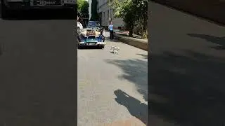 Робот собака на улице.Robot dog on the street.
