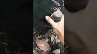 MENINGGALNYA ANAK AYAM