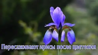 Рассказываю как посадить ИРИСЫ и ухаживать за ними в открытом грунте