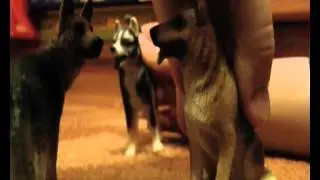 Dogs Brigade : 3 epizode
