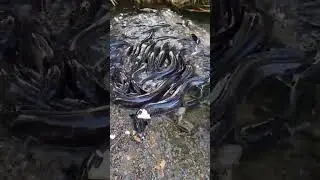 eels