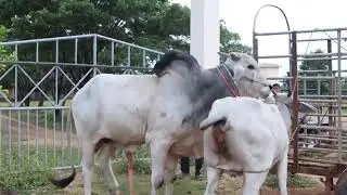 Animals meeting.  cow meeting. cow sex Animals sex.