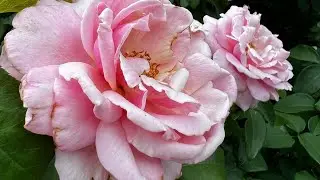 A tour of the Richmond Rose Garden 🌹