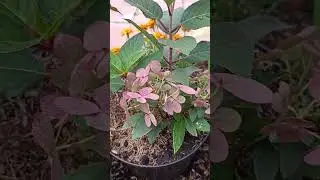 Полярная звезда. Метельчатая гортензия  Полистар (Polestar) 12.08.24