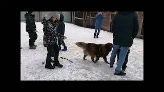 Ногинский муниципальный приют для собак