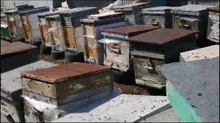 пчелопакеты пчел не дорого, пчëлы на продажу.