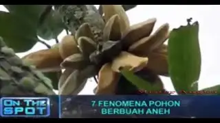 Fenomena Pohon Berbuah Aneh