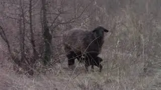 9 ДЕКАБРЯ у нас чп с волками