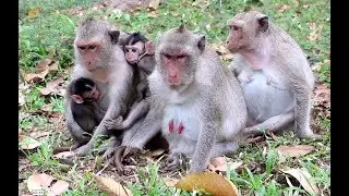 Two Cute baby Angkor daily​​​ 1630