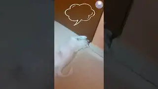 Cute puppy calls her Mom 