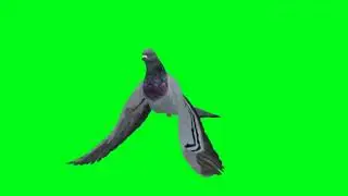 birds video green screen | bird cartoon green screen |