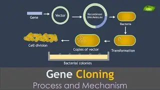 Gene Cloning Animation | Genetic Engineering | Basic Science Series