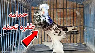 الحمام طلع زغلول طفره 😯بعد محاولات سنه ونص 👌