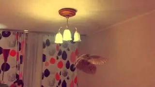 Сова! Сипуха Фидель! Сова очень красиво летит!