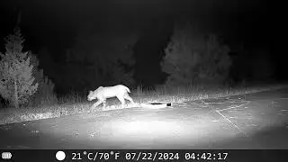 Bobcat passing by