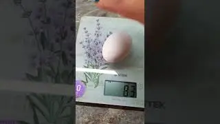 Вот такое яйцо 🥚👌Несут Курочки 🐔❤️ 