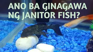 ANO NGA BA ANG PAPEL NG JANITOR FISH SA AQUARIUM? || Rosa Eusebio