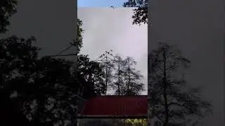 Немножко игры голубей.