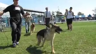Немецкая овчарка - Видео выставки Немецких овчарок