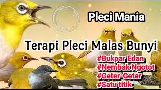 Terapi Pleci Malas Bunyi Paling Di cari!!!!