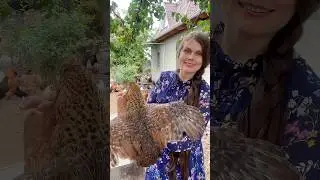 Билефельдер, ТГК darindvor2
