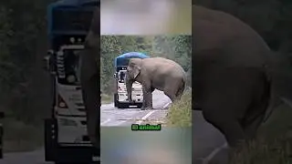 The Smartest Elephant and the Great Robbery 😮😮 