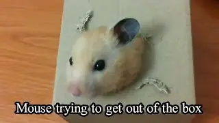 A mouse makes a hole in the box to get out - a smart mouse