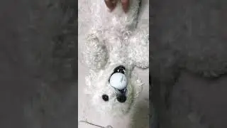 Golf ball dog
