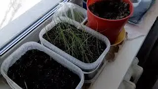 Моя рассада|лук Эксибишен |Черенки клематиса