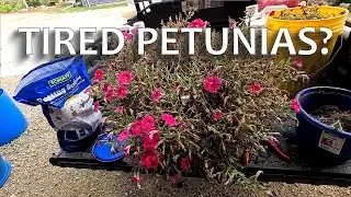 How-To Revitalize a Tired Petunia 😐