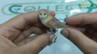 Collecta Brown Hare & Barn Owl  Review !!