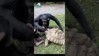 #wildlife #wildanimals #forest #lionshorts #shorts #wildlion #wildlifephotography #ytshorts
