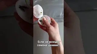 Цинния! Если не всходят семена. #цинния #shots