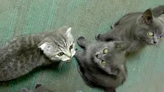 🐱КАК ПРВИЛЬНО ПРОСИТЬ!