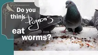 Do you really think pigeons eat that?