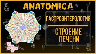 Строение печени / Печеночная долька / Сегменты печени / Сектора и доли печени / Гастроэнтерология