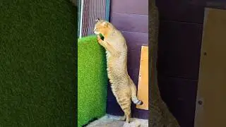 Камышовый кот Босс высматривает Торви и Марту 😹